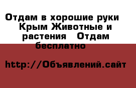 Отдам в хорошие руки - Крым Животные и растения » Отдам бесплатно   